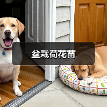 盆栽荷花苗（图1）