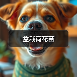 盆栽荷花苗（图4）