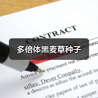多倍体黑麦草种子（图2）