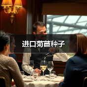 进口菊苣种子（图4）