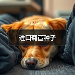 进口菊苣种子（图2）
