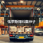 俄罗斯饲料菜种子（图4）