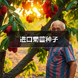 进口菊苣种子（图3）