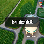 多年生黑麦草（图2）