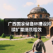 广西国家储备林建设持续扩量提质增效(图4) 广西国家储备林建设持续扩量提质增效(图4)