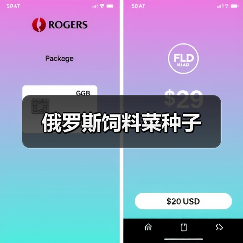 俄罗斯饲料菜种子（图2）