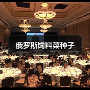 俄罗斯饲料菜种子（图3）