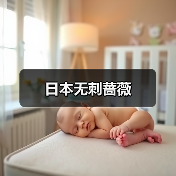日本无刺蔷薇(图4) 日本无刺蔷薇(图4)