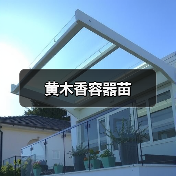 黄木香容器苗（图1）