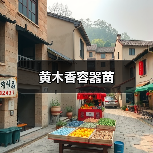 黄木香容器苗（图4）
