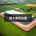 黄木香容器苗（图3）