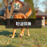 粉团蔷薇（图3）