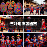 三叶地锦容器苗（图3）