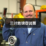 三叶地锦容器苗（图1）