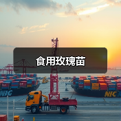 食用玫瑰苗(图2) 食用玫瑰苗(图2)