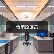 食用玫瑰苗(图3) 食用玫瑰苗(图3)