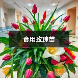 食用玫瑰苗(图4) 食用玫瑰苗(图4)