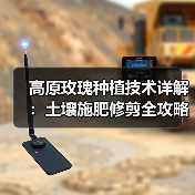 高原玫瑰种植技术详解:土壤施肥修剪全攻略(图2) 高原玫瑰种植技术详解:土壤施肥修剪全攻略(图2)