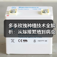 多季玫瑰种植技术全解析:从嫁接繁殖到病虫害防治指南(图2) 多季玫瑰种植技术全解析:从嫁接繁殖到病虫害防治指南(图2)