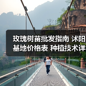 玫瑰树苗批发指南 沭阳基地价格表 种植技术详解(图2) 玫瑰树苗批发指南 沭阳基地价格表 种植技术详解(图2)