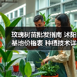 玫瑰树苗批发指南 沭阳基地价格表 种植技术详解(图4) 玫瑰树苗批发指南 沭阳基地价格表 种植技术详解(图4)