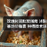 玫瑰树苗批发指南 沭阳基地价格表 种植技术详解(图1) 玫瑰树苗批发指南 沭阳基地价格表 种植技术详解(图1)