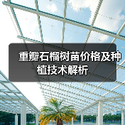 重瓣石榴树苗价格及种植技术解析（图1）