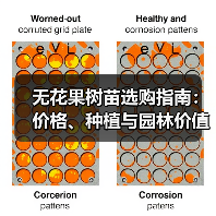 无花果树苗选购指南:价格、种植与园林价值(图1) 无花果树苗选购指南:价格、种植与园林价值(图1)