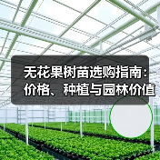无花果树苗选购指南：价格、种植与园林价值（图4）