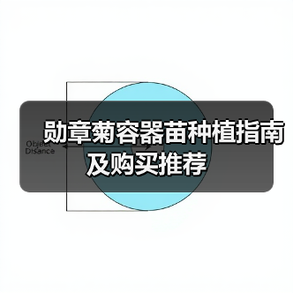 勋章菊容器苗种植指南及购买推荐（图1）