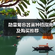 勋章菊容器苗种植指南及购买推荐（图3）