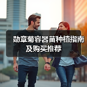 勋章菊容器苗种植指南及购买推荐（图4）