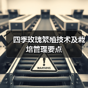 四季玫瑰繁殖技术及栽培管理要点（图3）