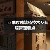 四季玫瑰繁殖技术及栽培管理要点（图4）