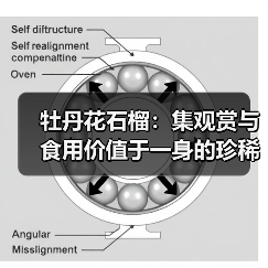 牡丹花石榴：集观赏与食用价值于一身的珍稀植物（图3）