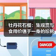 牡丹花石榴：集观赏与食用价值于一身的珍稀植物（图2）