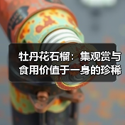 牡丹花石榴：集观赏与食用价值于一身的珍稀植物（图4）