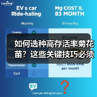 如何选种高存活率菊花苗？这些关键技巧必须知道！（图3）