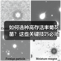 如何选种高存活率菊花苗？这些关键技巧必须知道！（图2）