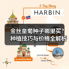 金丝皇菊种子哪里买?种植技巧与价格全解析(图2) 金丝皇菊种子哪里买?种植技巧与价格全解析(图2)