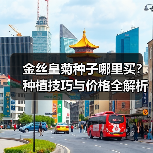 金丝皇菊种子哪里买?种植技巧与价格全解析(图1) 金丝皇菊种子哪里买?种植技巧与价格全解析(图1)