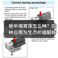 地中海荚蒾怎么种?园林应用与生态价值解析(图3) 地中海荚蒾怎么种?园林应用与生态价值解析(图3)