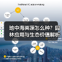 地中海荚蒾怎么种?园林应用与生态价值解析(图1) 地中海荚蒾怎么种?园林应用与生态价值解析(图1)