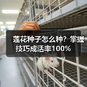 莲花种子怎么种?掌握技巧成活率100%(图3) 莲花种子怎么种?掌握技巧成活率100%(图3)