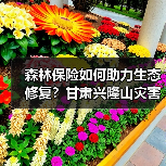 森林保险如何助力生态修复?甘肃兴隆山灾害案例解析(图3) 森林保险如何助力生态修复?甘肃兴隆山灾害案例解析(图3)