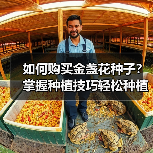 如何购买金盏花种子?掌握种植技巧轻松种植(图3) 如何购买金盏花种子?掌握种植技巧轻松种植(图3)