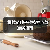 堆芯菊种子种植要点与购买指南（图1）
