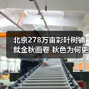 北京278万亩彩叶树铺就金秋画卷 秋色为何更胜往年?(图3) 北京278万亩彩叶树铺就金秋画卷 秋色为何更胜往年?(图3)