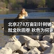 北京278万亩彩叶树铺就金秋画卷 秋色为何更胜往年?(图2) 北京278万亩彩叶树铺就金秋画卷 秋色为何更胜往年?(图2)