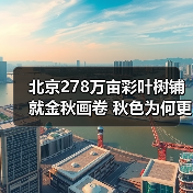 北京278万亩彩叶树铺就金秋画卷 秋色为何更胜往年?(图4) 北京278万亩彩叶树铺就金秋画卷 秋色为何更胜往年?(图4)